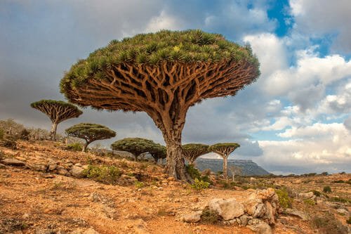 alberi di Socotra