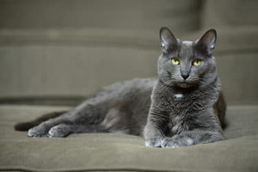 Quello che c’è da sapere sul gatto Korat, un gatto dall’indole particolarmente indipendente