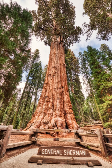 Tra gli alberi più antichi della terra: il Generale Sherman