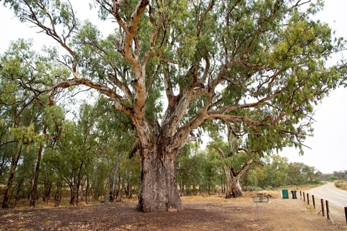 alberi più antichi della terra