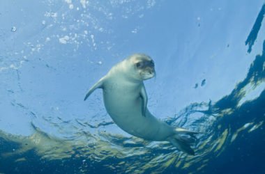 La Foca Monaca: radiografia di una specie a rischio di estinzione