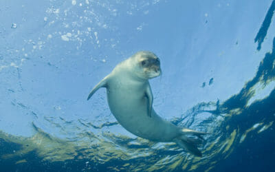 La Foca Monaca: radiografia di una specie a rischio di estinzione