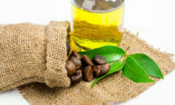 Olio di camelia: proprietà e benefici