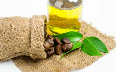 Olio di camelia: proprietà e benefici