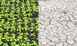 Climatarian, la dieta per chi è attento ai cambiamenti climatici