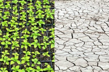 Climatarian, la dieta per chi è attento ai cambiamenti climatici