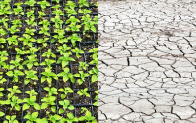 Climatarian, la dieta per chi è attento ai cambiamenti climatici