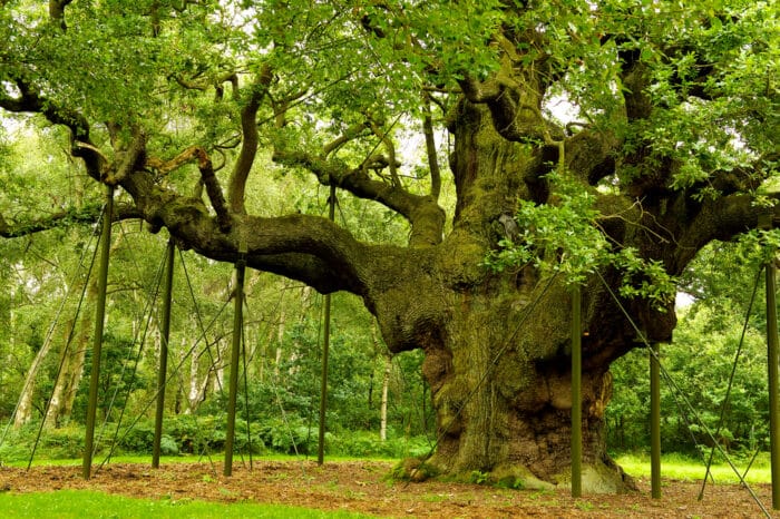 gli alberi più antichi della terra: Major Oak
