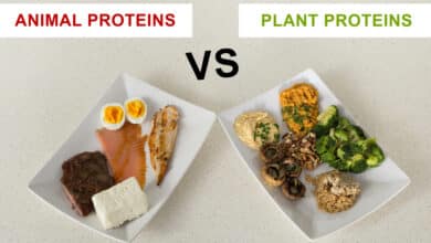 differenze tra proteine vegetali e animali