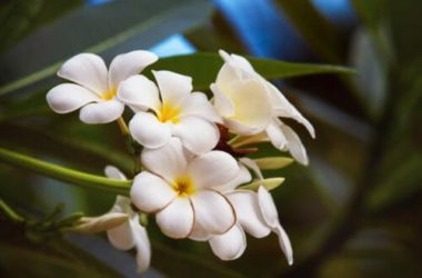 Cura del corpo e dei capelli con l’olio di monoi, la pianta simbolo di Tahiti