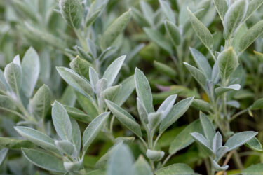 La salvia: una pianta aromatica da conoscere meglio