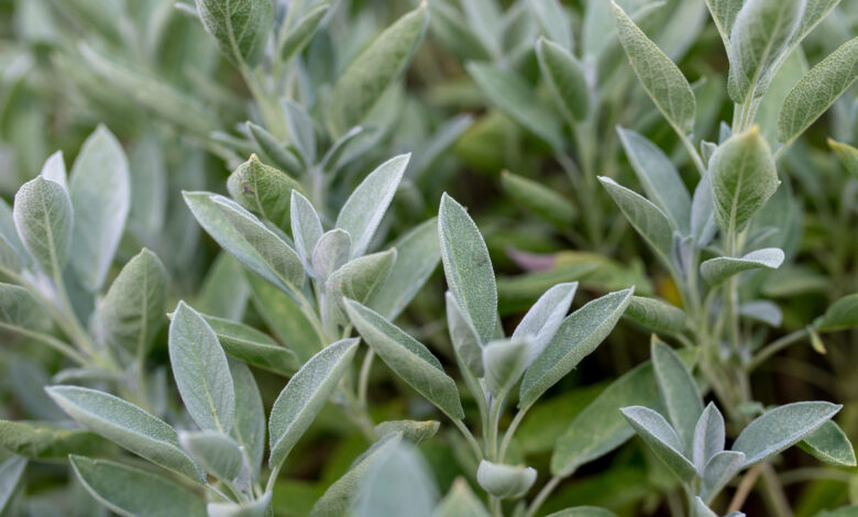 salvia officinalis