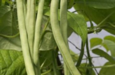 La guida pratica per coltivare fagiolini in vaso e a terra: facile e… salutare!