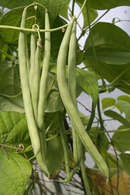 Come coltivare fagiolini in casa