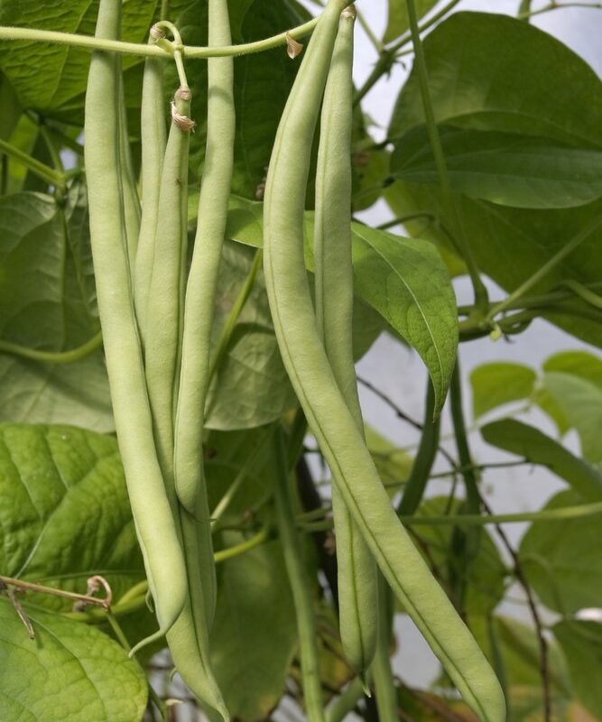 Come coltivare fagiolini in casa