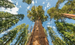 Le piante secolari delle foreste del Parco Nazionale di Redwood, California