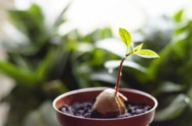 Impariamo insieme come fare per far crescere un alberello di avocado dal nocciolo – seme