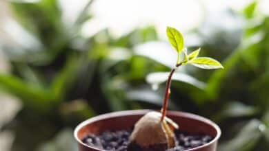 come far crescere albero di avocado dal nocciolo