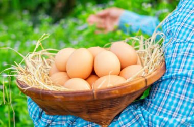 Uova biologiche: benefici e come riconoscerle