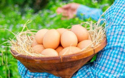 Uova biologiche: benefici e come riconoscerle
