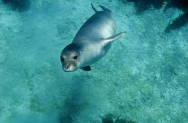 La Foca Monaca: radiografia di una specie a rischio di estinzione