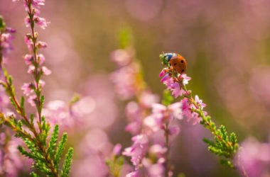 Video del giorno: coccinelle, afidi e formiche, una strana relazione