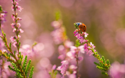 Video del giorno: coccinelle, afidi e formiche, una strana relazione