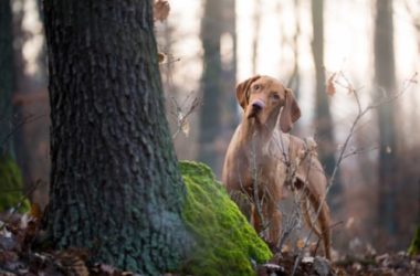 Tutto sul bracco ungherese, un cane dolcissimo da conoscere meglio