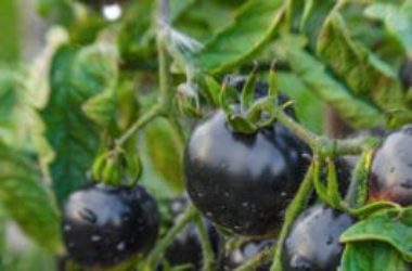 I segreti del pomodoro nero, un alimento particolarmente salutare e tutto da scoprire