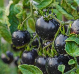 I segreti del pomodoro nero, un alimento particolarmente salutare e tutto da scoprire