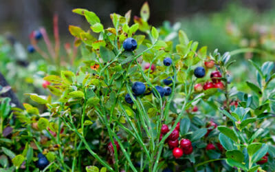 Frutti di bosco: proprietà e ricette
