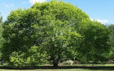 Olmo: storia, proprietà e controindicazioni di questo albero