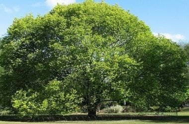 Olmo: storia, proprietà e controindicazioni di questo albero