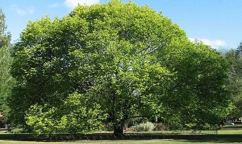 Olmo: storia, proprietà e controindicazioni di questo albero