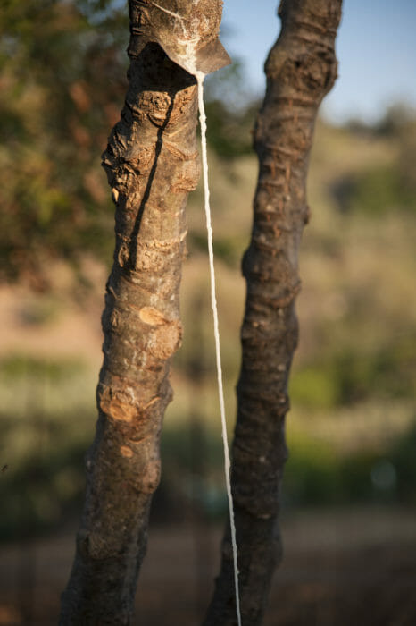 La pianta della manna