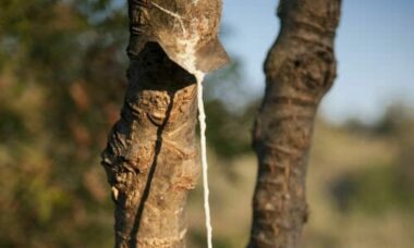 Manna: proprietà e utilizzi della linfa del frassino, conosciuta fin dalla Bibbia