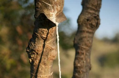 Manna: proprietà e utilizzi della linfa del frassino, conosciuta fin dalla Bibbia