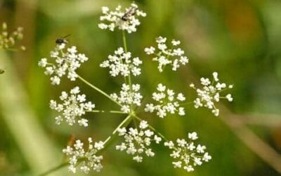 Pimpinella: l’erba rivitalizzante che rompe le pietre