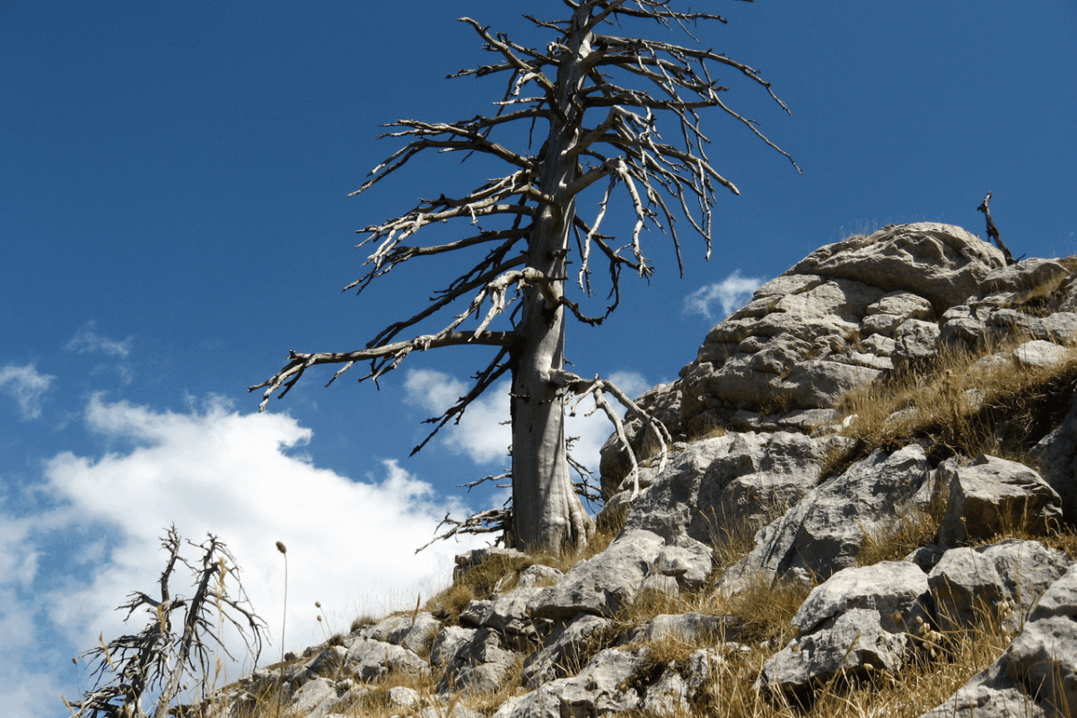Tutto sul Parco nazionale dell’Appennino lucano