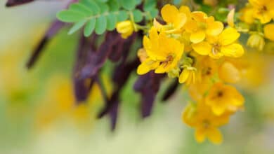 senna Cassia angustifolia