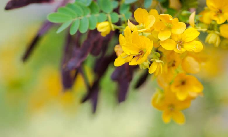 senna Cassia angustifolia
