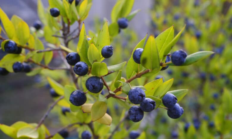 mirto pianta