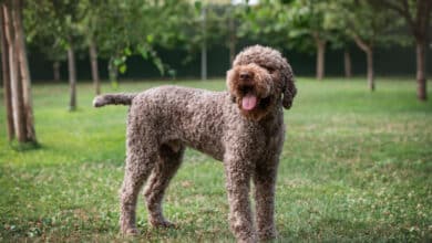 lagotto romagnolo