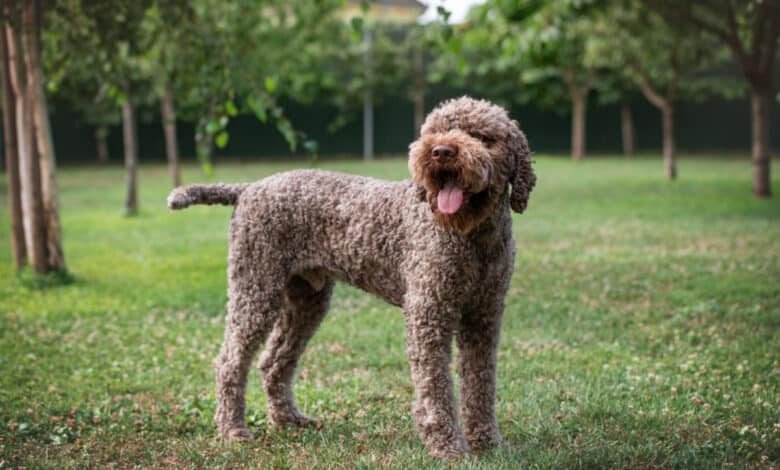 lagotto romagnolo