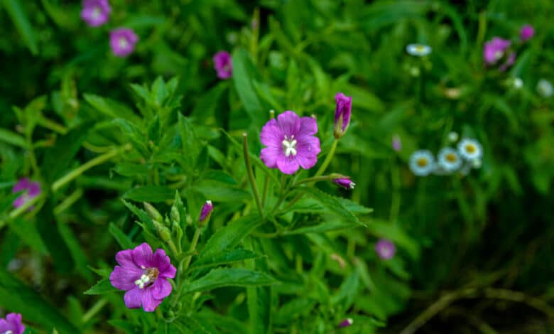 epilobio erba medicinale