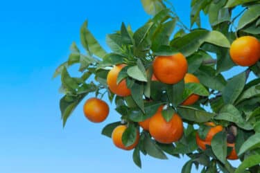 Sinefrina: la molecola estratta dall’arancio amaro fa dimagrire o no?
