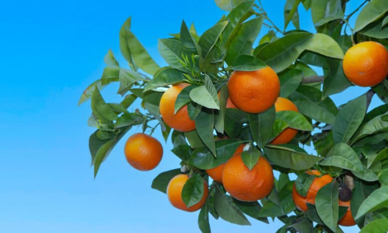 sinefrina estratta da arancio amaro