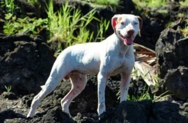 Forasacco: un pericolo per i nostri cani da conoscere