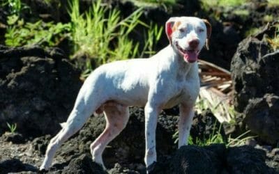 Forasacco: un pericolo per i nostri cani da conoscere