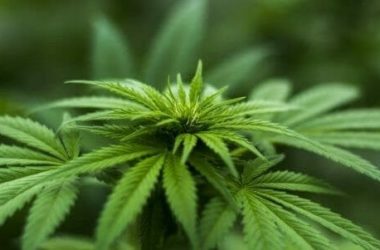 Canapa: proprietà e possibili utilizzi di questa antica pianta